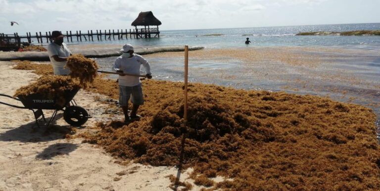 En el reporte actualizado este 28 de mayo 2021 las autoridades locales y federales informan que se resgitró un “recale moderado” en el litoral de Playa del Carmen, cabecera municipal de Solidaridad; siendo 3 los puntos de mayor afectación: Playa Constituyentes, Xcalacoco y Playa Caribe en la zona turística tradicional con recale de sargazo entre moderado a alto.