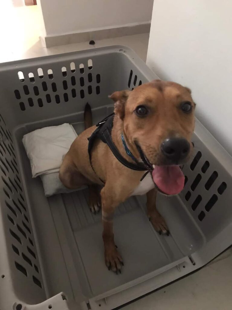 Playa del Carmen cuenta con un protocolo dispuesto para implementar al menos en 10 refugios un espacio para las mascotas de las familias, que tengan que ser evacuadas de sus viviendas por algún motivo de seguridad, durante la actual temporada de huracanes 2021 en el Caribe Mexicano.