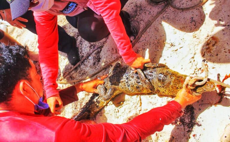 ALERTA COCODRILO EN EL RECODO DE PLAYA DEL CARMEN