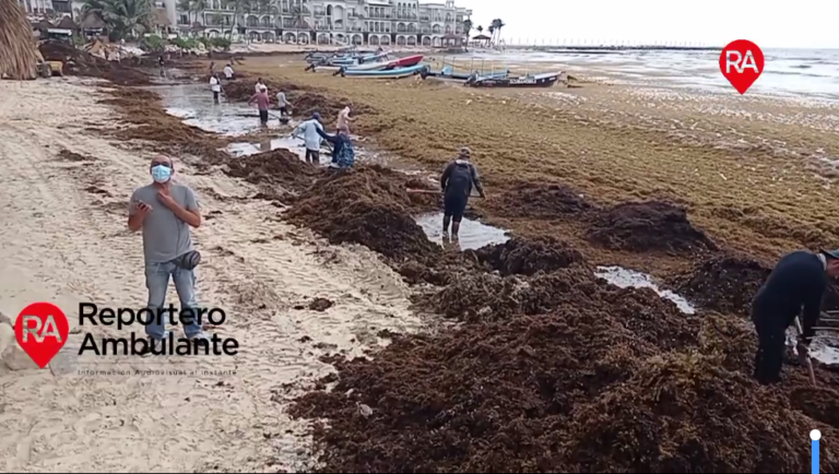 REEMPLAZARÁN BARRERAS ANTISARGAZO EN PLAYA DEL CARMEN, MIENTRAS REFUERZAN LIMPIEZA EN PLAYAS ANTE EXCESIVO RECALE