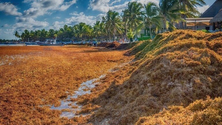 LANZAN LLAMADO DE EMERGENCIA POR SARGAZO EN QUINTANA ROO