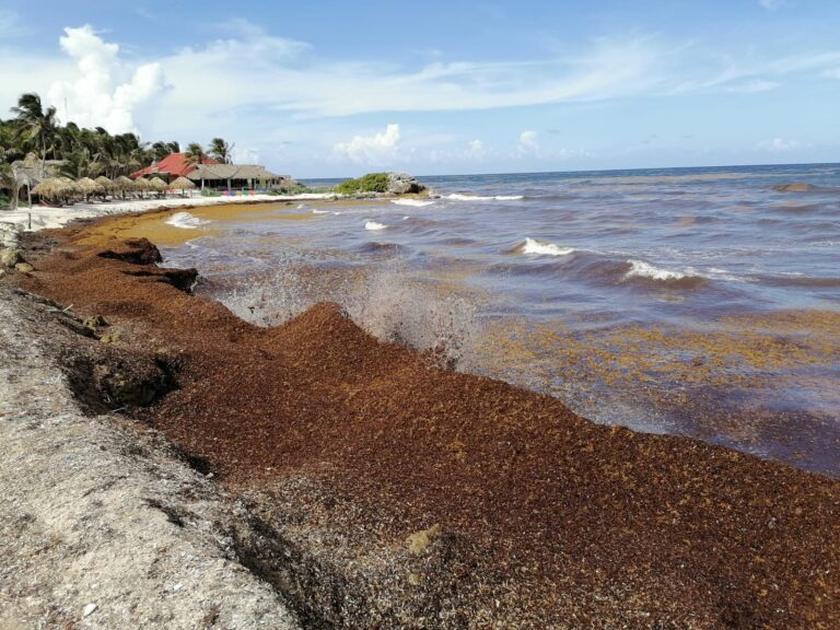 INSISTEN HOTELEROS: GOBIERNO FEDERAL DEBE REPLANTEAR ESTRATEGIA CONTRA SARGAZO EN QUINTANA ROO