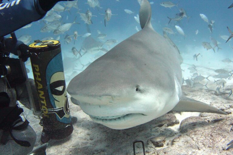 IMPLEMENTARÁN ULTRASONIDOS PARA LAS TIBURONES TORO DE RIVIERA MAYA