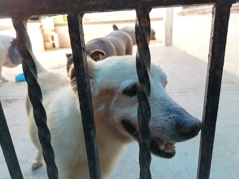 Detectan brote de moquillo entre mascotas de Playa del Carmen