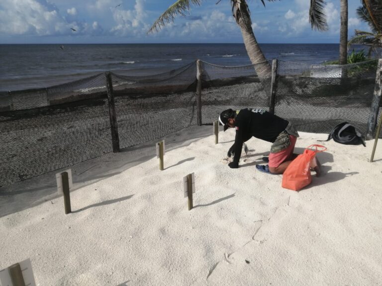 CONTINUA DESOVE DE TORTUGAS EN QUINTANA ROO, A PESAR DE AMENAZAS