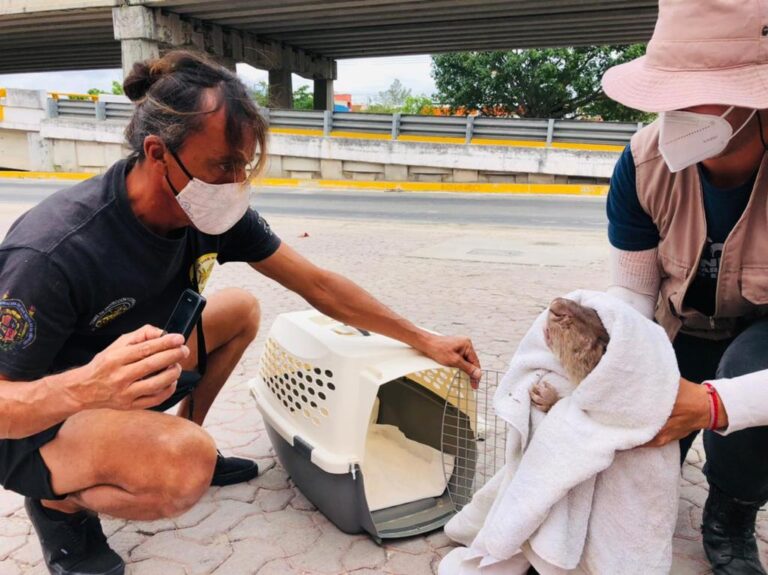 PASOS DE FAUNA: GRAN PENDIENTE EN CARRETERA Y RETO DEL TREN MAYA