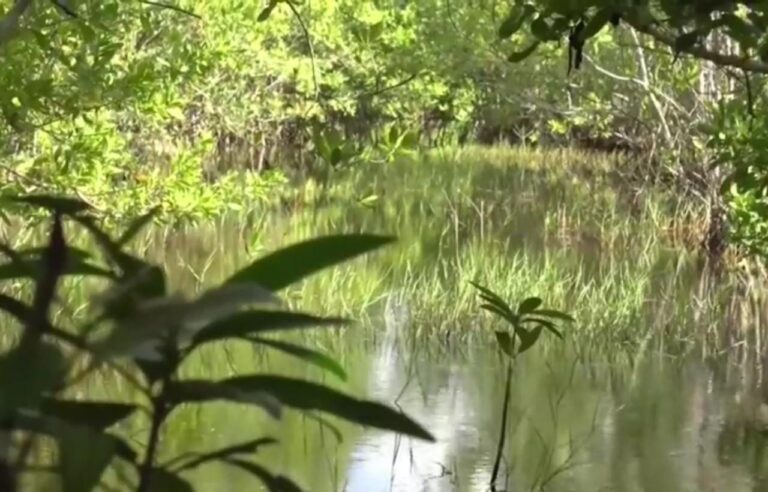 PIERDE RIVIERA MAYA MITAD DE MANGLE EN 50 AÑOS