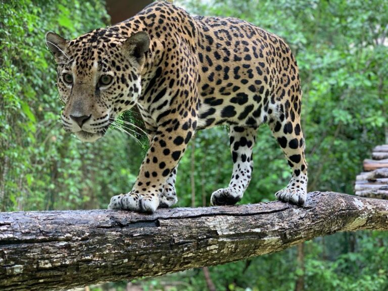 REQUIERE JAGUAR 300 HECTÁREAS DE RESERVA NATURAL, ANTE TREN MAYA