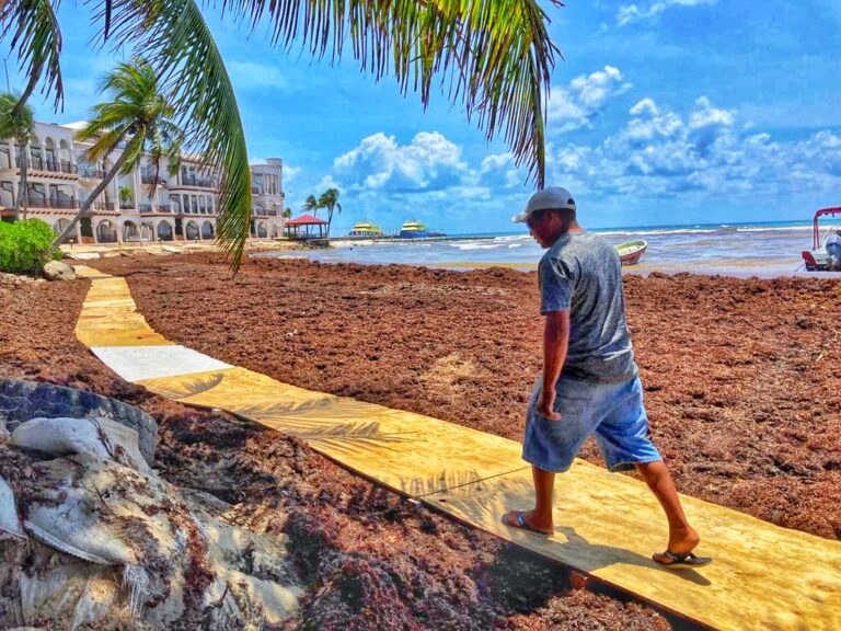 VerParaCreer | INSTALAN “PUENTE” SOBRE SARGAZO EN PLAYA DEL CARMEN