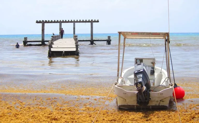 Muelle Rústico "elefante blanco" en Playa del Carmen