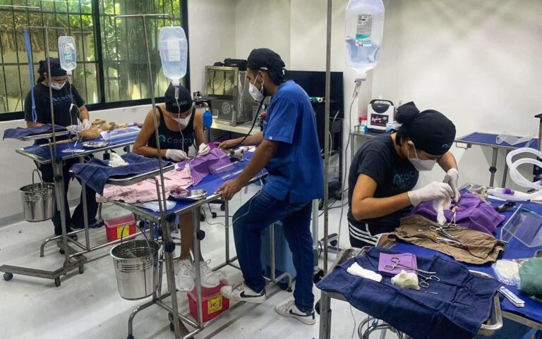 SE UNEN 16 PAÍSES LATINOAMERICANOS EN JORNADA DE CASTRACIÓN MASIVA