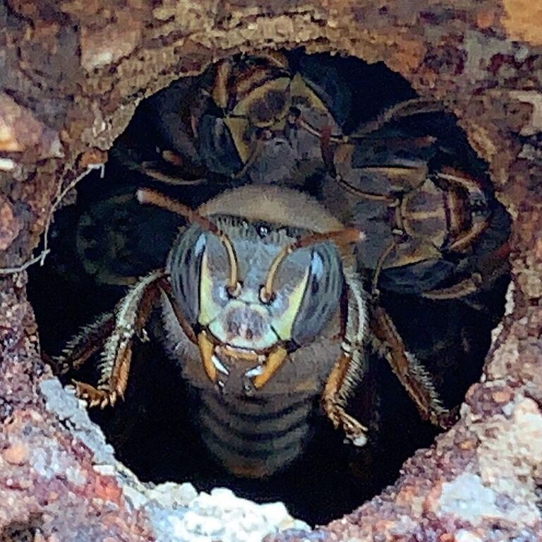 PELIGRAN ABEJAS POR DEFORESTACIÓN, MALAS PRÁCTICAS Y PESTICIDAS EN QUINTANA ROO