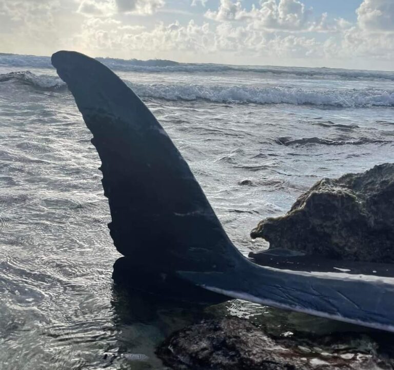 SORPRENDE RECALE DE CETÁCEO EN ISLA DE COZUMEL