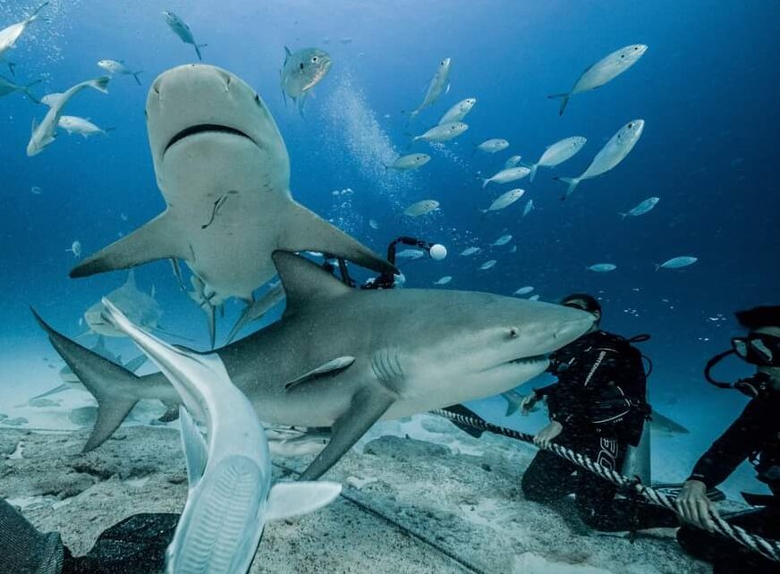Fotos cortesía: Saving Our Sharks