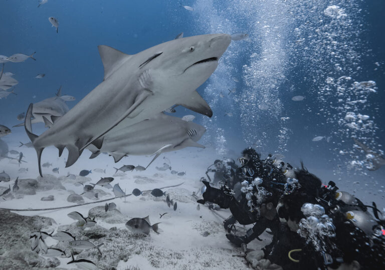 FOTOS: Cortesía Phantom Divers