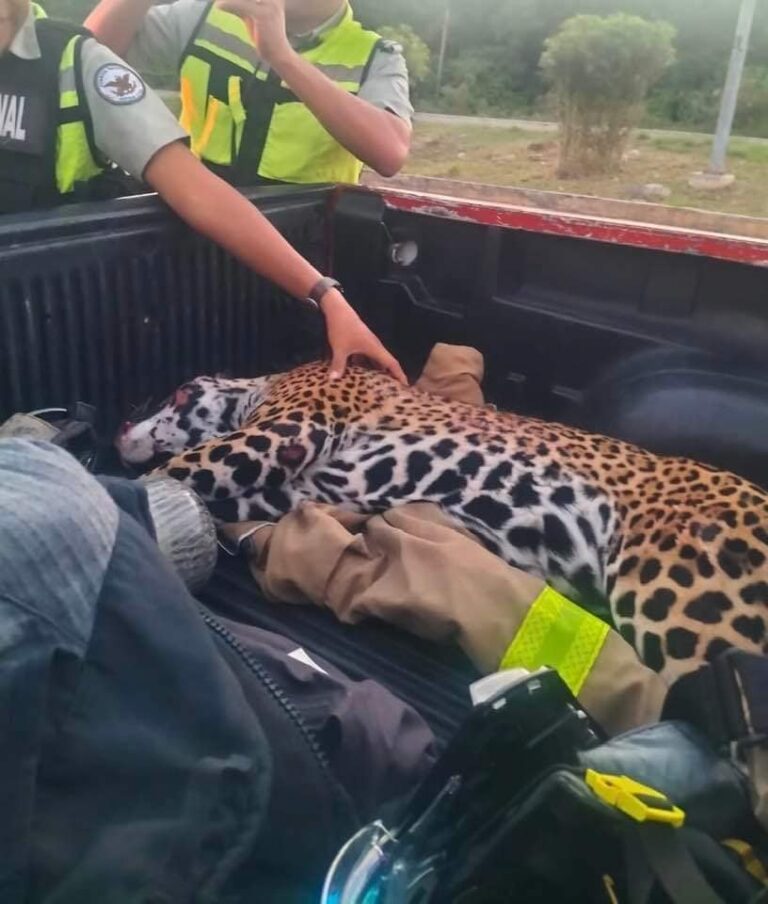 ¡ESTABA EMBARAZADA! JAGUAR MURIÓ CON CACHORRO A PUNTO DE NACER