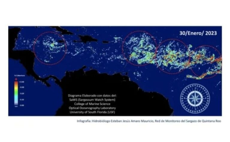 AVANZAN MILLONES DE TONELADAS DE SARGAZO EN ATLÁNTICO HACIA EL CARIBE
