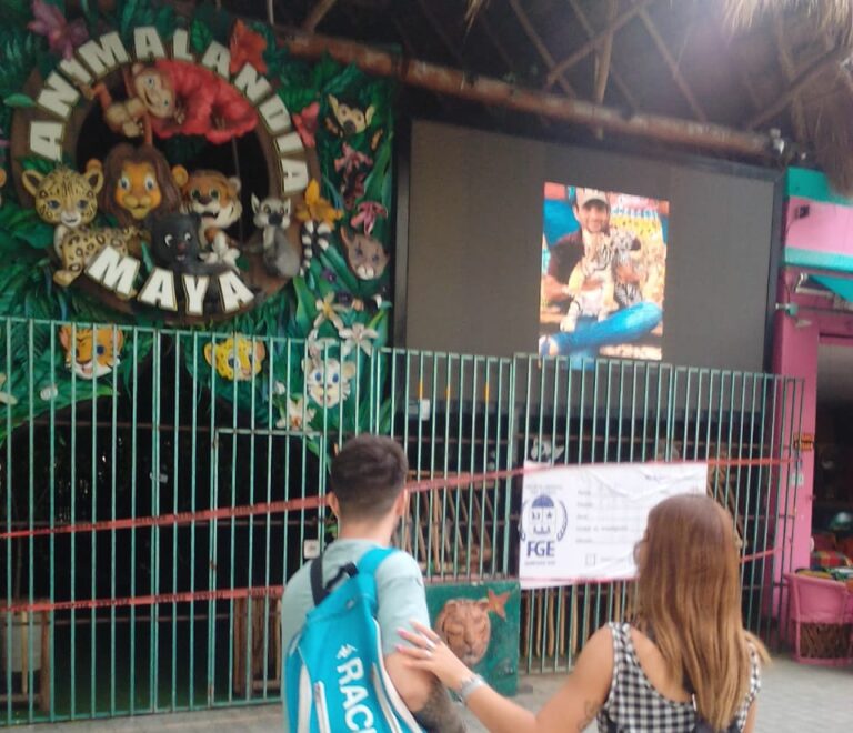 ASEGURAN “ANIMALANDIA MAYA” EN 5ª AVENIDA TRAS ENCONTRAR PRESUNTA DROGA Y ARMA