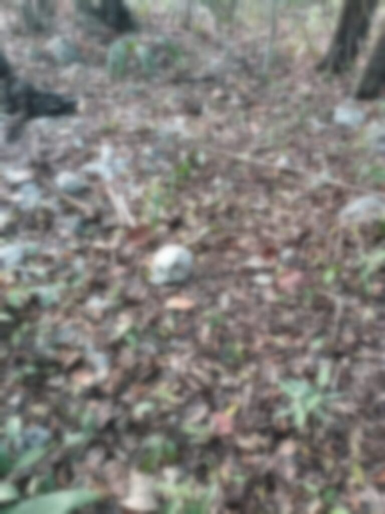 INVESTIGAN CASO DE CRÁNEO ENCONTRADO EN XCALACOCO