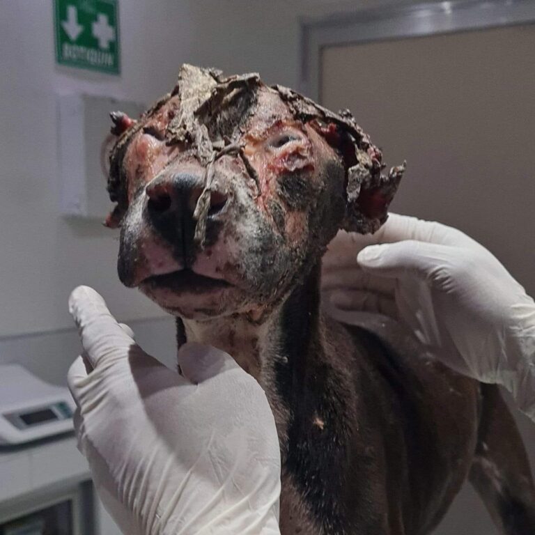 EXIGEN #JUSTICIAPARAVALENTÍN; PERRITO VÍCTIMA DE CRUELDAD