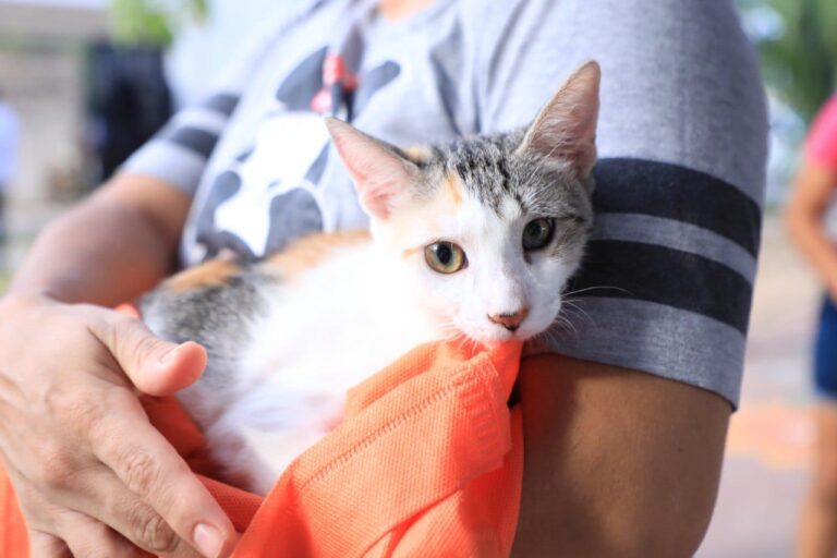 El ayuntamiento de Solidaridad lanzará una campaña permanente de esterilización para perros y gatos, en este mes