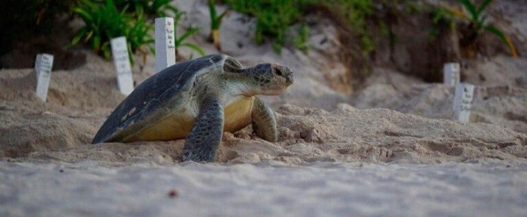 711 mil 891 crías de tortuga caguama y 4 millones 77 mil 850 de tortuga blanca/verde han sido liberadas en este santuario desde 1996