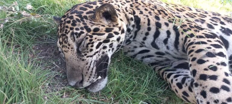 Fotografías: Enrique Zepeda y Raúl Padilla / Jaguar Wildlife Center A.C.