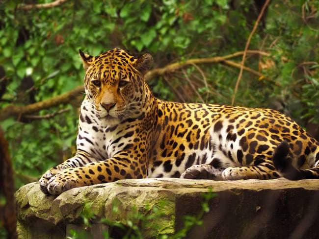 ORDENA INAI A PROFEPA INFORMAR SOBRE JAGUARES
