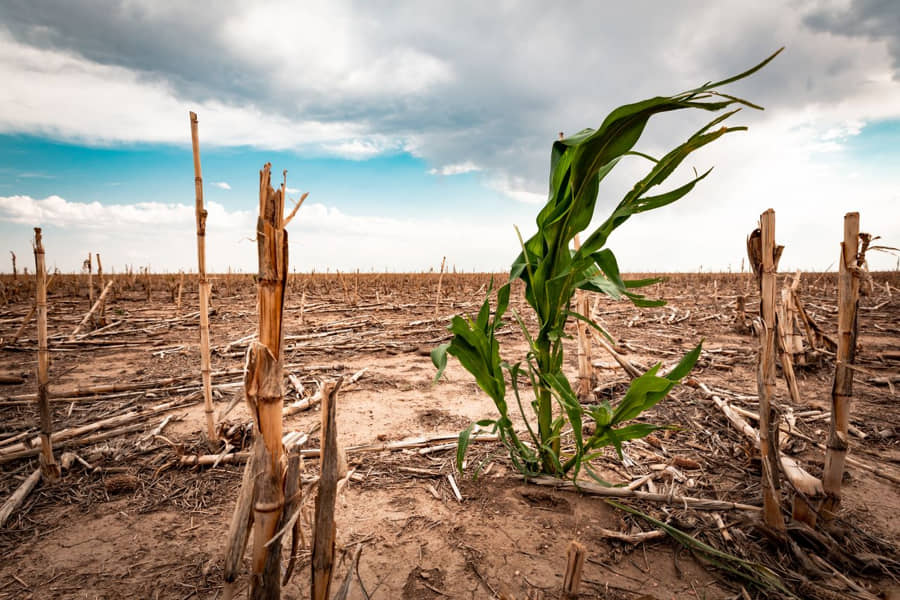 SEQUÍA EXTREMA EN MÉXICO: 60% DEL TERRITORIO PADECE ESCASEZ DE AGUA