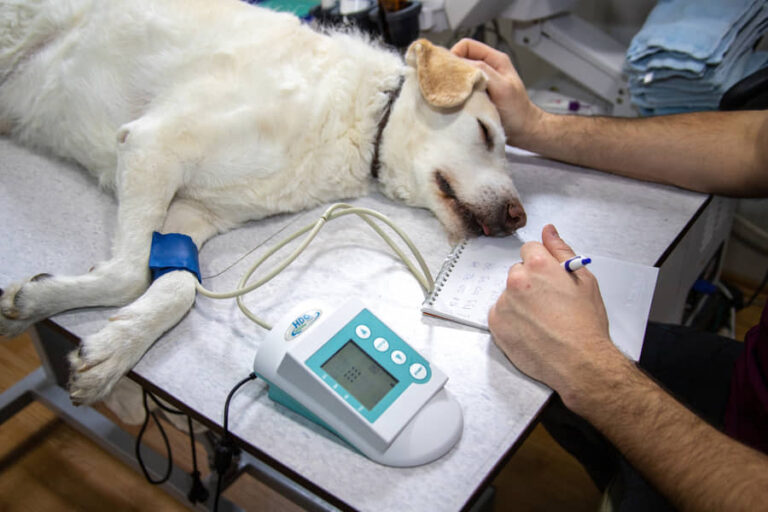APRUEBAN PROYECTO PARA VETERINARIAS PÚBLICAS EN EL PAÍS