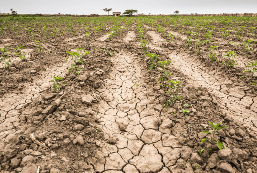 ESTE AÑO SE PREVÉ DÉFICIT DE LLUVIAS EN UN 40.5 POR CIENTO