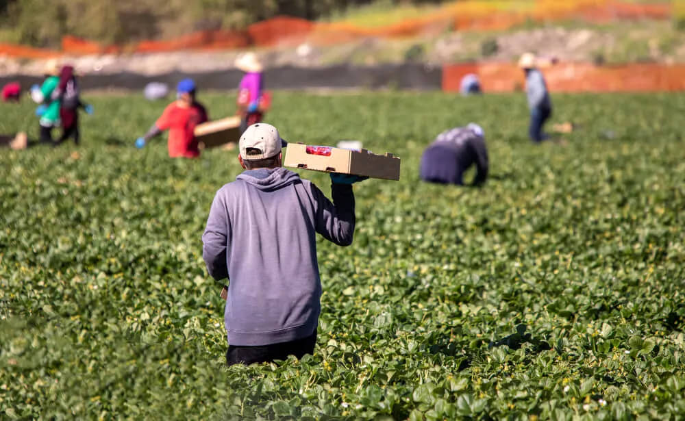 REFORMAS AL CAMPO BUSCA REVERTIR CONDICIONES DE DESIGUALDAD: AMLO