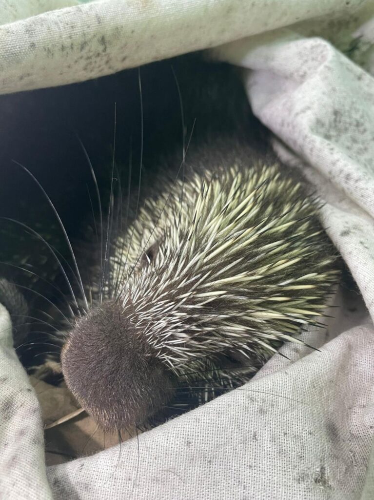 Salvan a puercoespín en Cozumel, considerada una especie amenazada