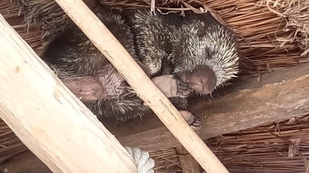 Salvan a puercoespín en Cozumel, considerada una especie amenazada