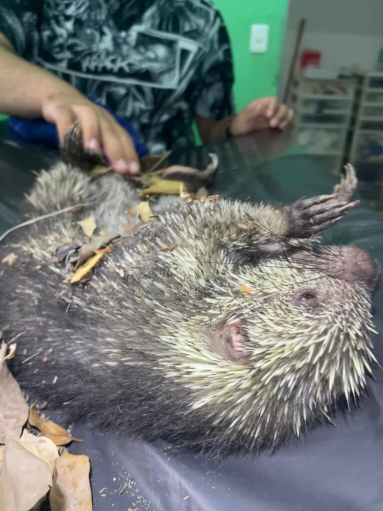 Salvan a puercoespín en Cozumel, considerada una especie amenazada