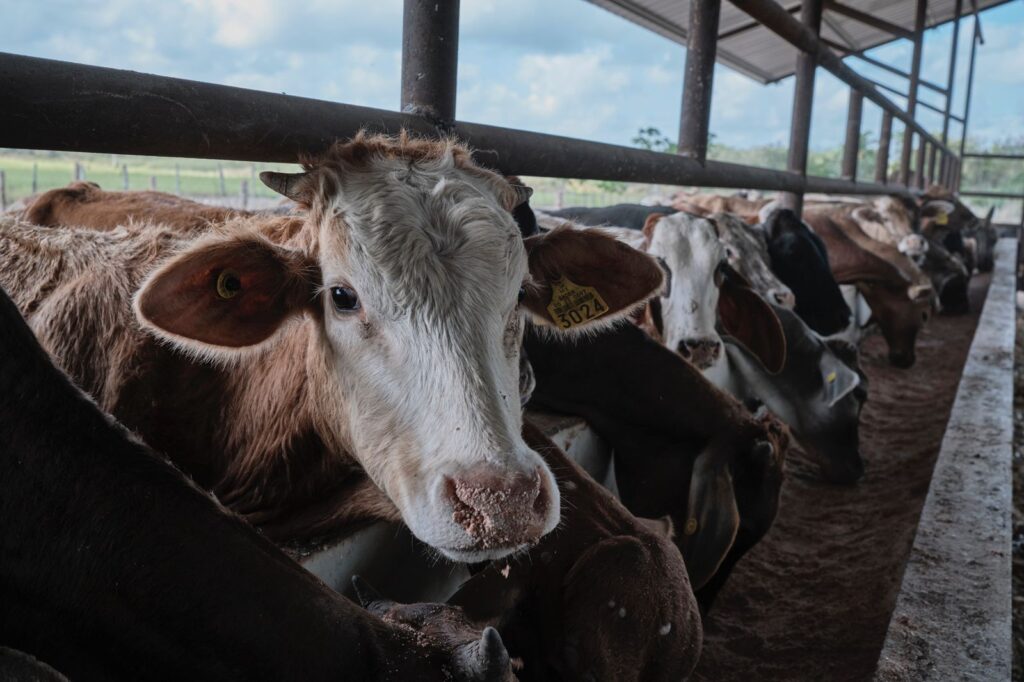 HISTÓRICO RETORNO A LA EXPORTACIÓN DE GANADO BOVINO DESDE QUINTANA ROO A ESTADOS UNIDOS