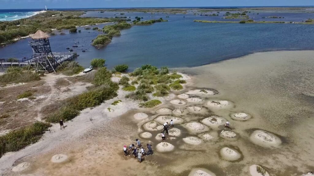 ESTUDIANTES DE LA UQROO REALIZAN VISITA DE INTERPRETACIÓN Y RESTAURACIÓN DEL ECOSISTEMA DE MANGLAR EN EL PARQUE PUNTA SUR