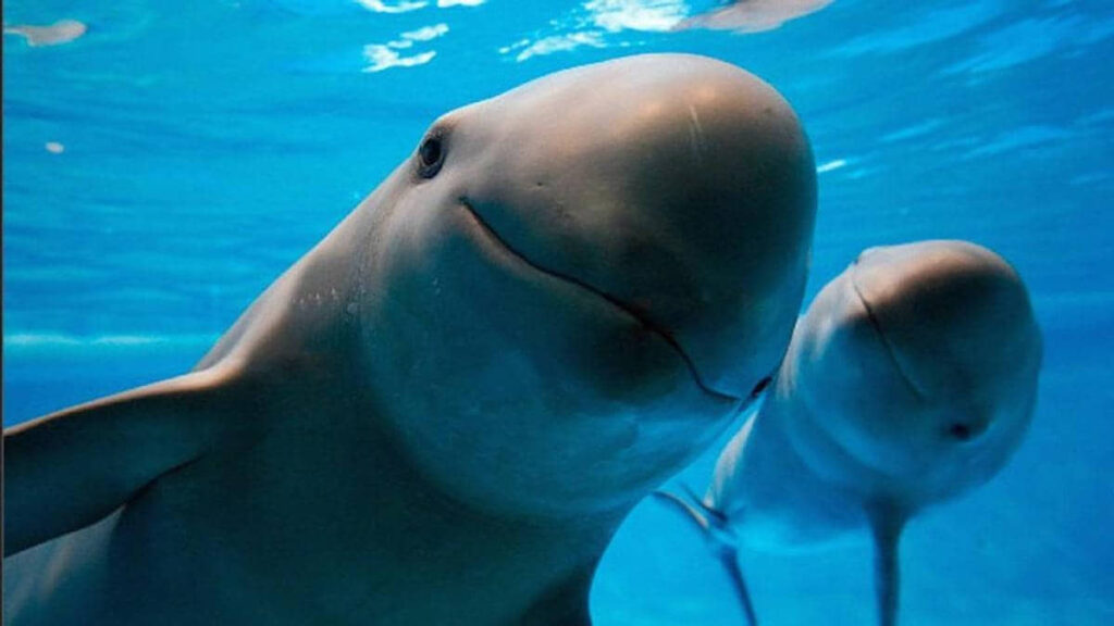 NEGLIGENCIA PROVOCARÁ LA EXTINCIÓN DE LA VAQUITA MARINA