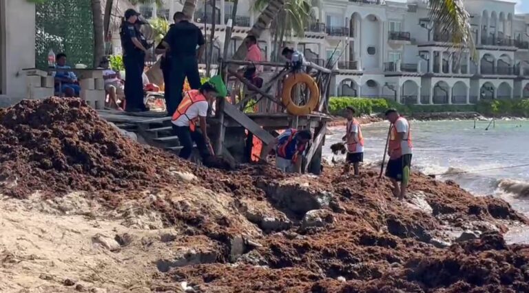 Playa del Carmen contrata más personal para enfrentar el sargazo en 2025