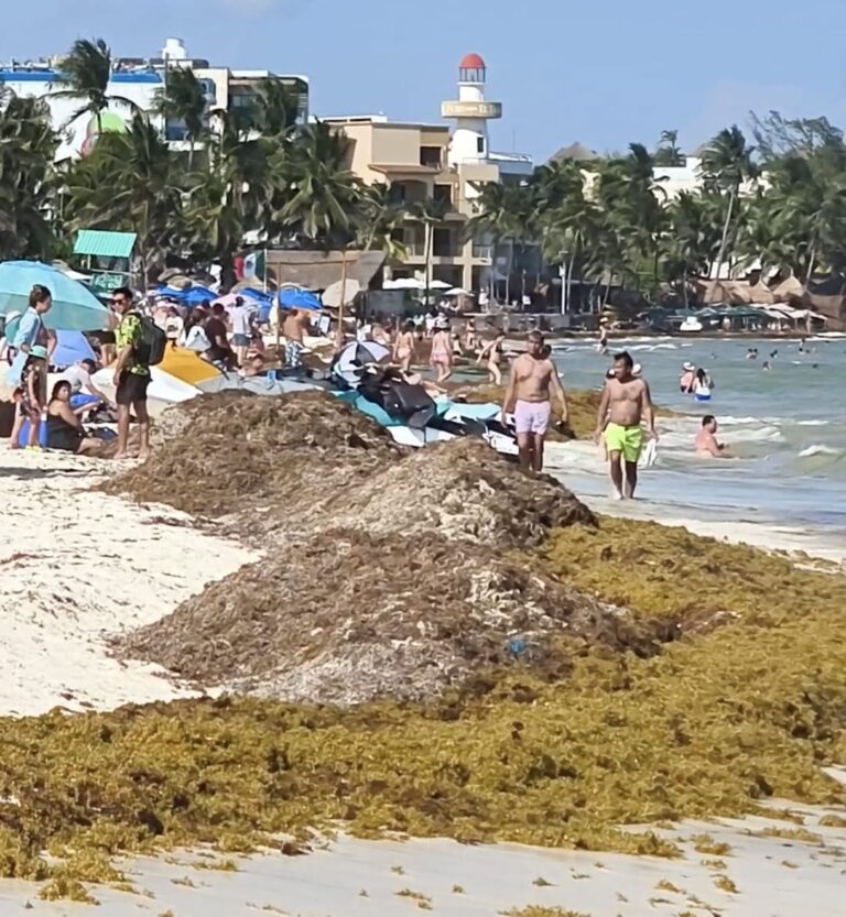 Manejo inadecuado del sargazo amenaza costas de Playa del Carmen por décadas