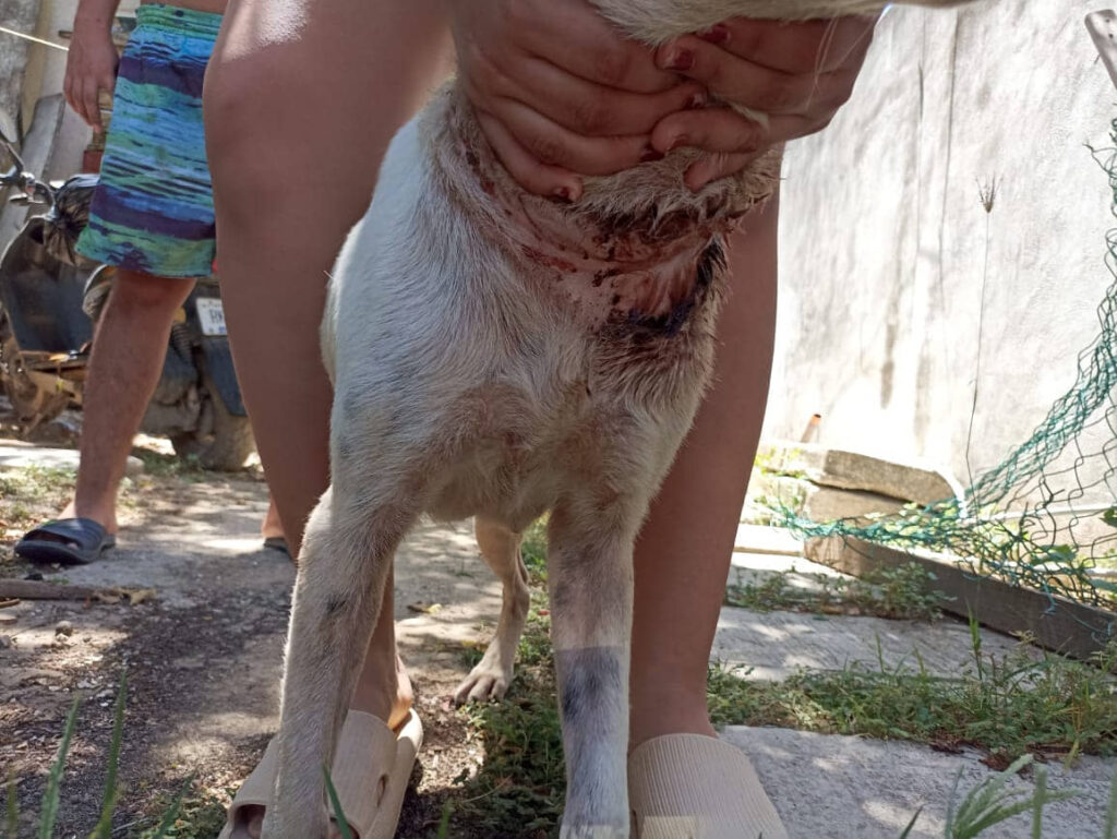 Rescatan a perrita víctima de maltrato en Playa del Carmen