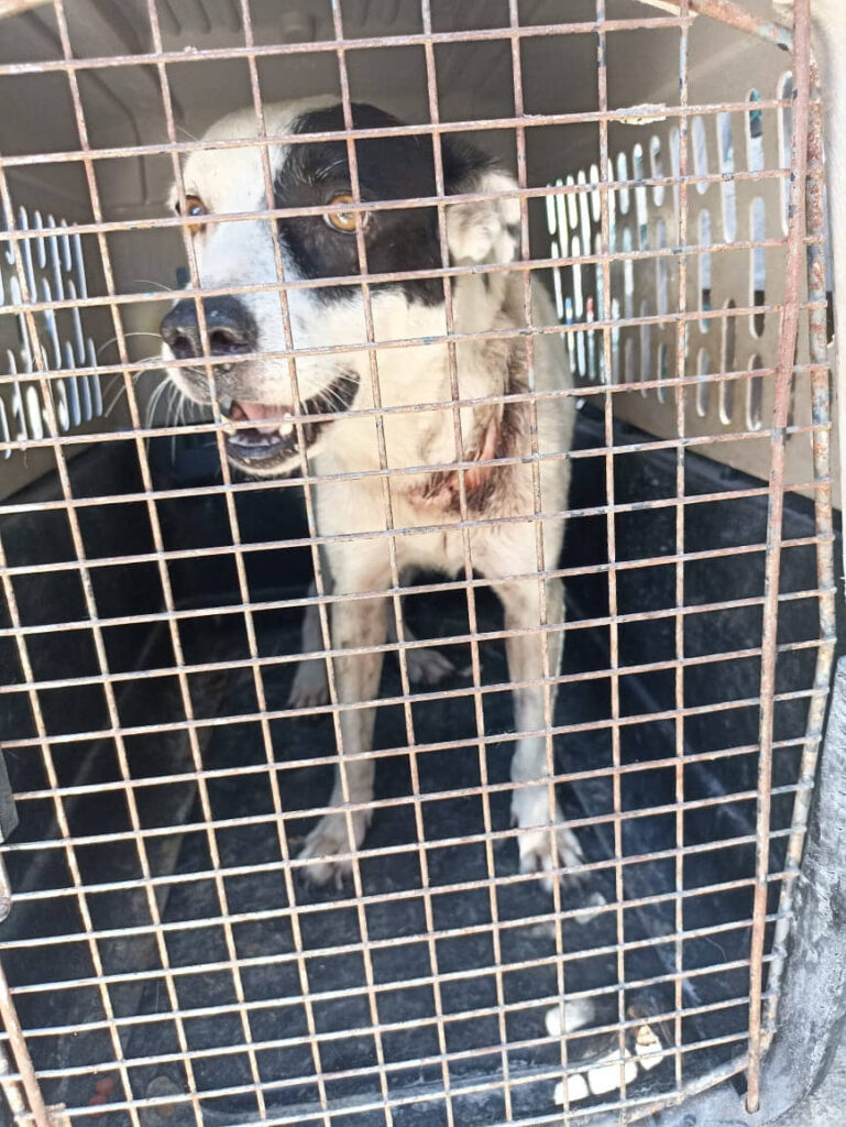 Rescatan a perrita víctima de maltrato en Playa del Carmen