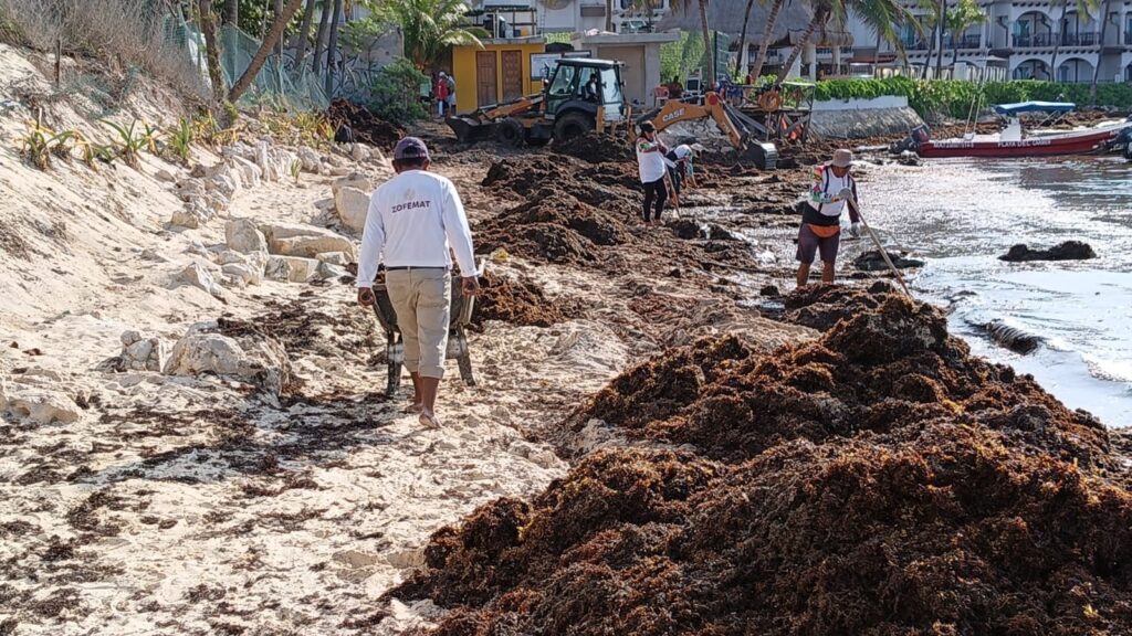 Intenso trabajo de los tres órdenes de gobierno ante arribo excesivo de sargazo a las costas de Playa del Carmen