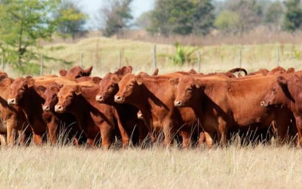 México enfrenta nuevo bloqueo ganadero por brote de gusano barrenador