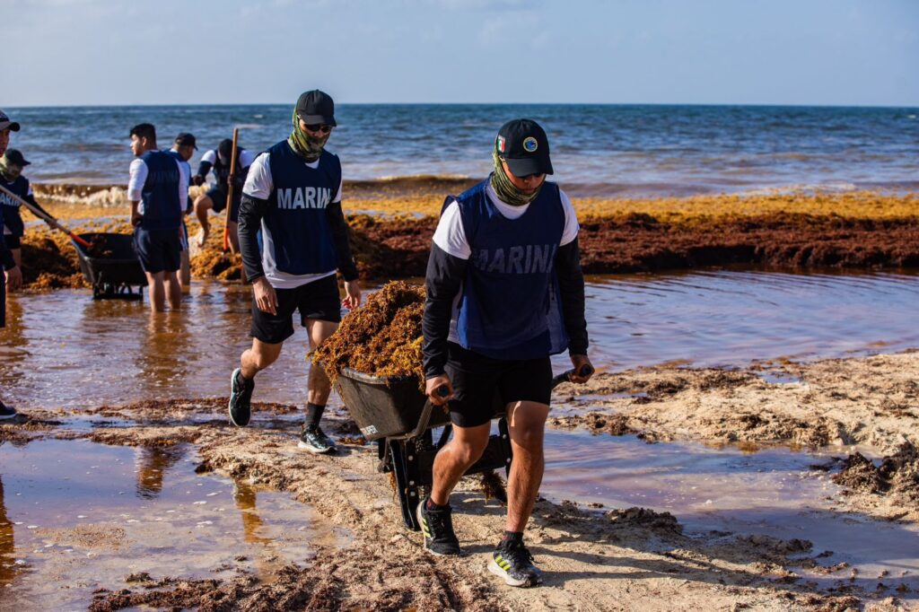 Estefanía Mercado lidera operativo con la SEMAR y ZOFEMAT para enfrentar el sargazo en Playa del Carmen