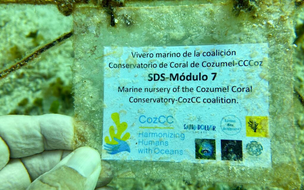 Cozumel dice NO al cuarto muelle: activistas documentan vida marina en peligro
