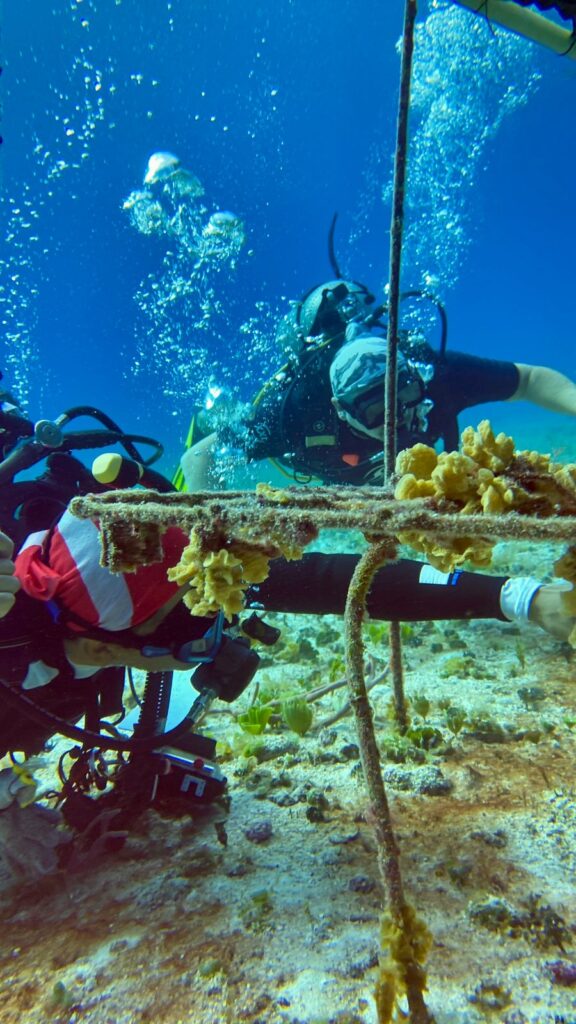 Cozumel dice NO al cuarto muelle: activistas documentan vida marina en peligro
