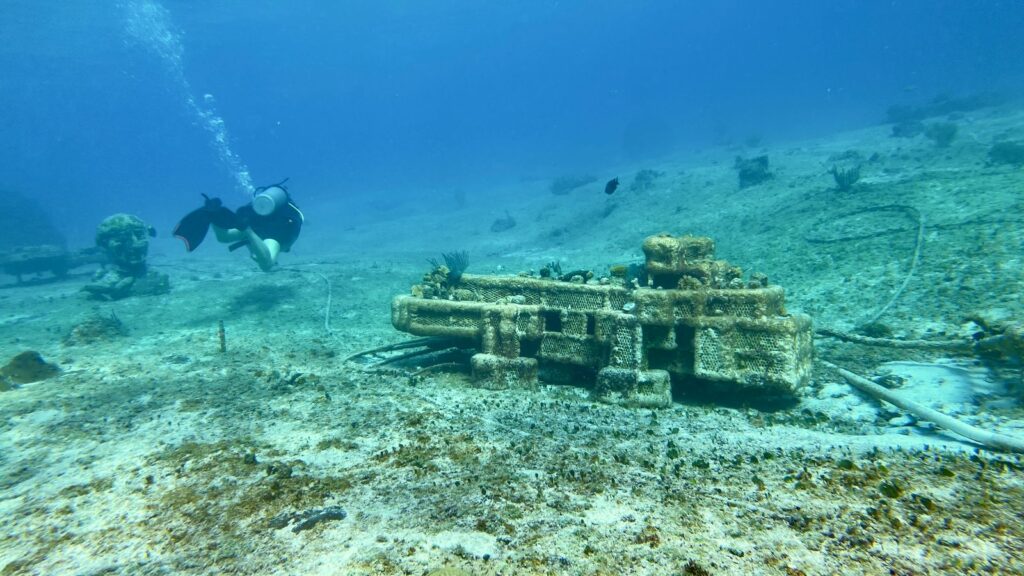 Cozumel dice NO al cuarto muelle: activistas documentan vida marina en peligro
