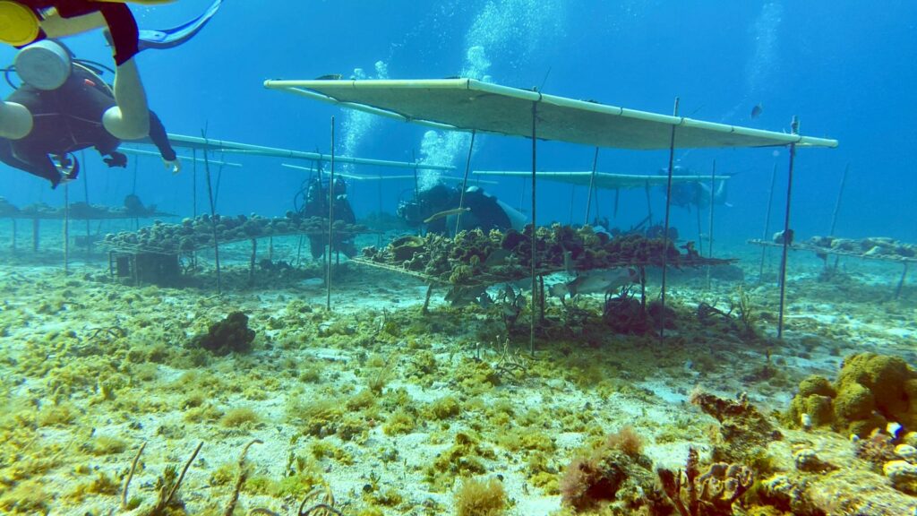 Cozumel dice NO al cuarto muelle: activistas documentan vida marina en peligro
