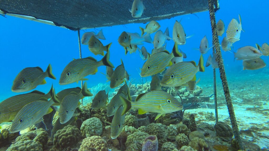 Cozumel dice NO al cuarto muelle: activistas documentan vida marina en peligro
